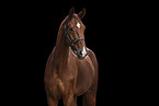 Oldenburg Horse gelding