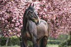 Oldenburg Horse gelding
