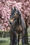 Oldenburg Horse gelding