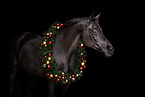 Oldenburg Horse