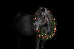 Oldenburg Horse