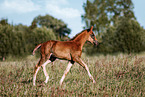 Oldenburg Horse foal