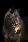 Oldenburg Horse