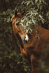 Oldenburg Horse