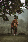Oldenburg Horse