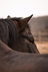 Oldenburg Horse