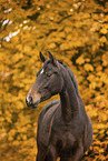 Oldenburg Horse