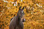 Oldenburg Horse