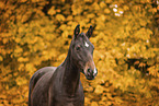 Oldenburg Horse