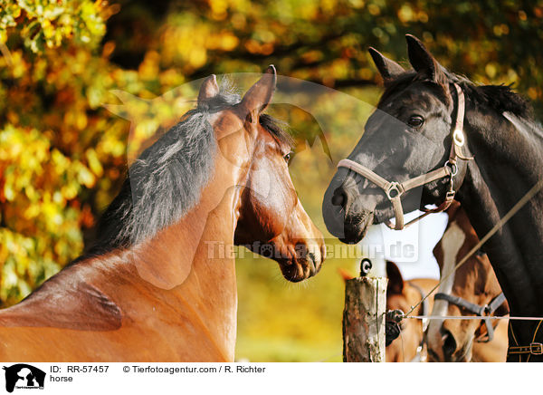 Oldenburger Springpferd / horse / RR-57457