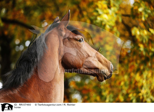 horse / RR-57460
