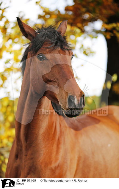 horse / RR-57465