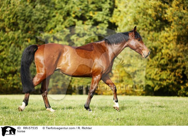 horse / RR-57535