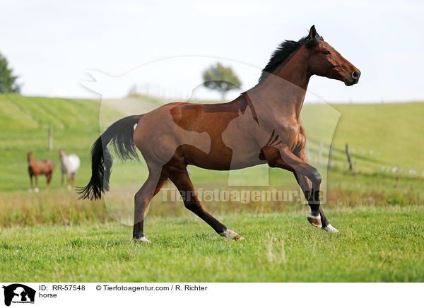 horse / RR-57548