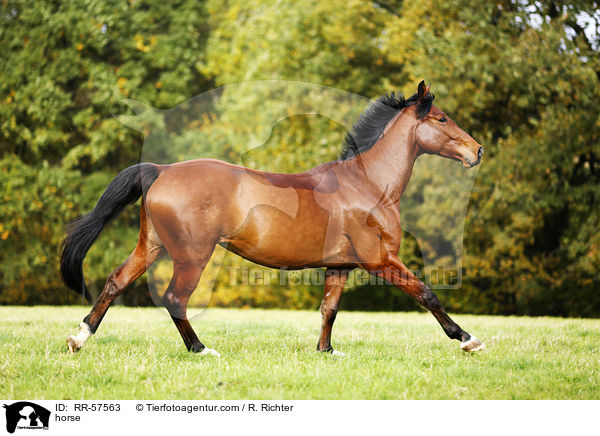 horse / RR-57563