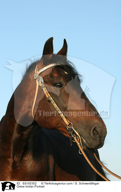 Orlow Traber Portrait / Orlow trotter Portrait / SS-05352