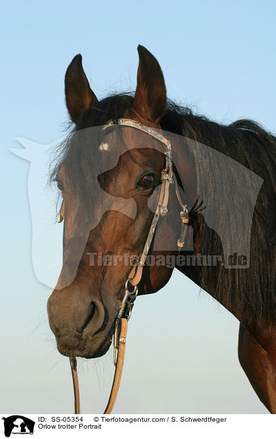 Orlow Traber Portrait / Orlow trotter Portrait / SS-05354