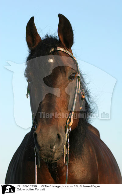 Orlow Traber Portrait / Orlow trotter Portrait / SS-05356