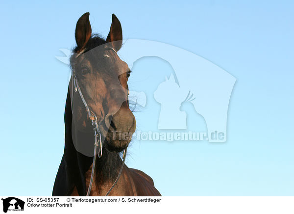 Orlow Traber Portrait / Orlow trotter Portrait / SS-05357