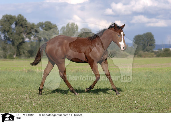 foal / TM-01086