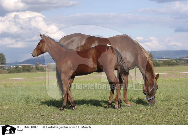 Paint Horse Fohlen / foal / TM-01087