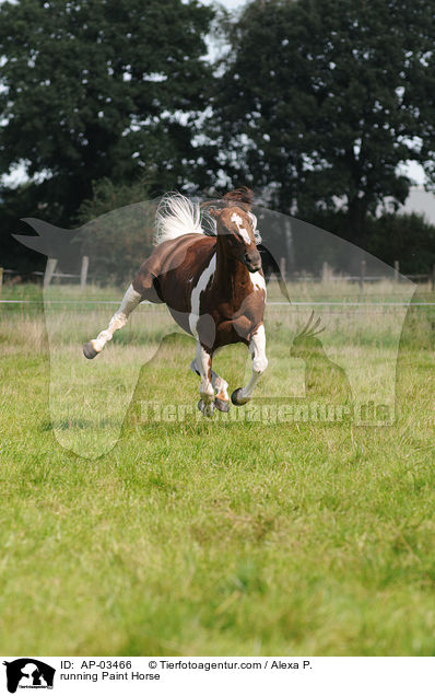 rennendes Paint Horse / running Paint Horse / AP-03466