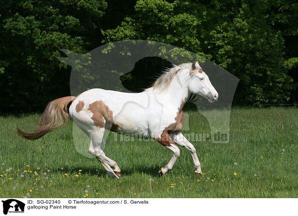 galoppierendes Paint Horse / galloping Paint Horse / SG-02340