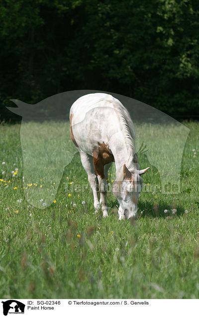 Paint Horse / Paint Horse / SG-02346