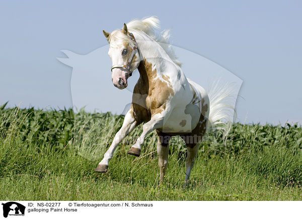 galoppierendes Paint Horse / galloping Paint Horse / NS-02277