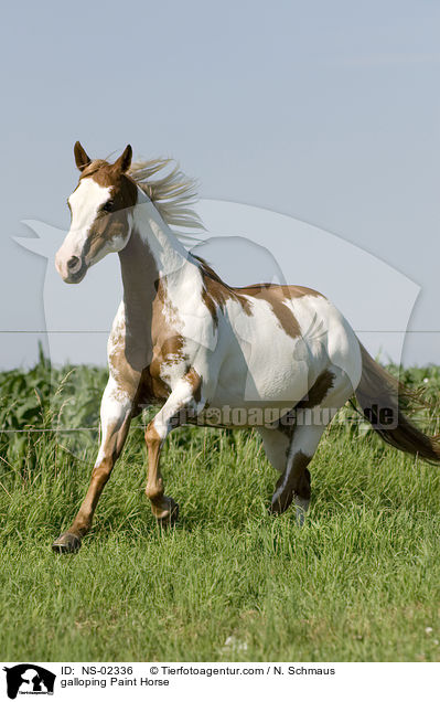 galloping Paint Horse / NS-02336