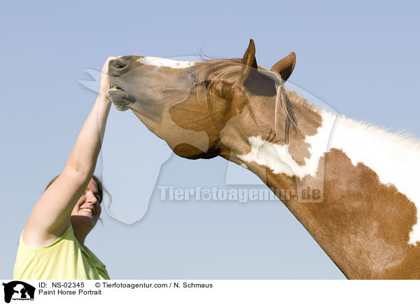 Paint Horse Portrait / Paint Horse Portrait / NS-02345
