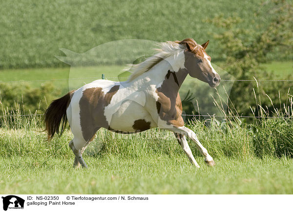galloping Paint Horse / NS-02350
