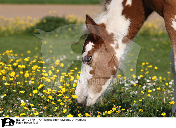 Paint Horse Fohlen / Paint Horse foal / JH-12170