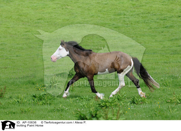 trotting Paint Horse / AP-10636