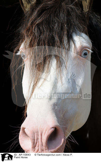 Paint Horse / AP-10643