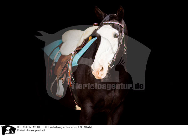 Paint Horse portrait / SAS-01318