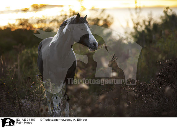 Paint Horse / Paint Horse / AE-01387