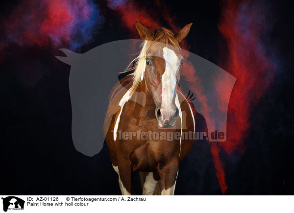 Paint Horse with holi colour / AZ-01126