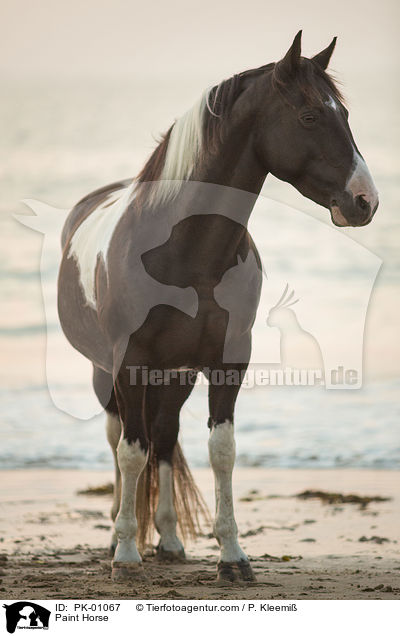 Paint Horse / PK-01067
