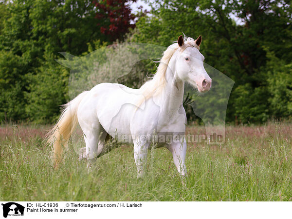 Paint Horse in summer / HL-01936