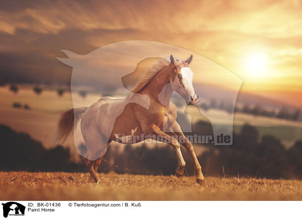 Paint Horse / BK-01436