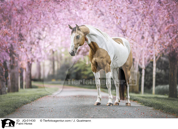 Paint Horse / Paint Horse / JQ-01430