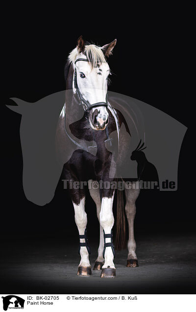 Paint Horse / Paint Horse / BK-02705