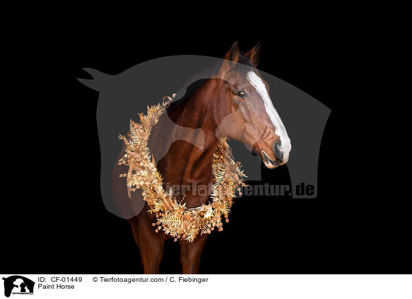 Paint Horse / CF-01449