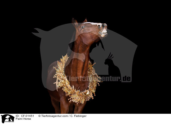 Paint Horse / Paint Horse / CF-01451