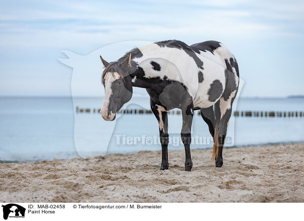 Paint Horse / MAB-02458