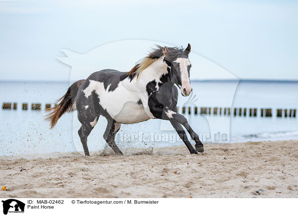 Paint Horse / MAB-02462