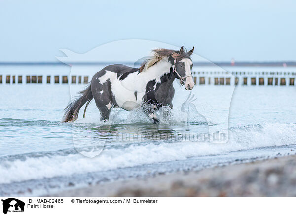 Paint Horse / MAB-02465