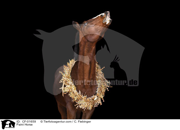 Paint Horse / CF-01659