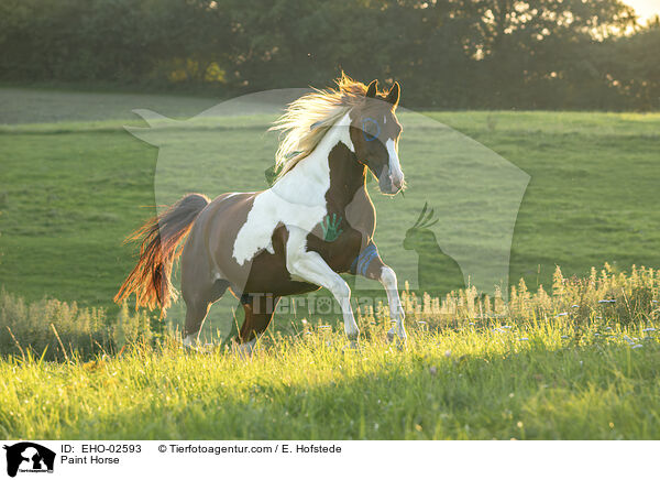 Paint Horse / EHO-02593